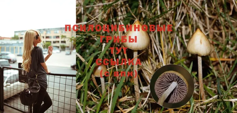 наркота  Ульяновск  ссылка на мегу как войти  Псилоцибиновые грибы Psilocybine cubensis 